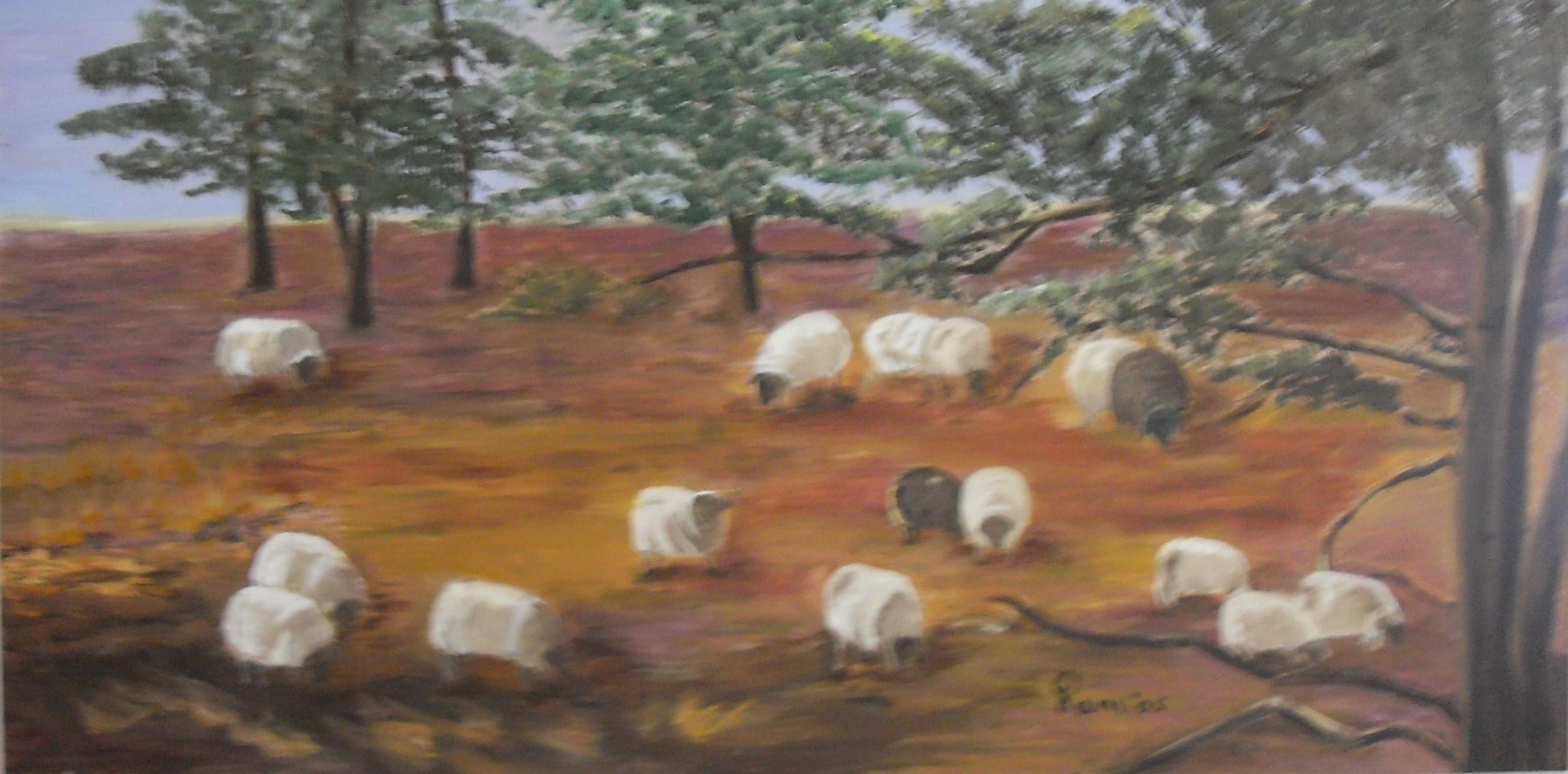 291-schapen