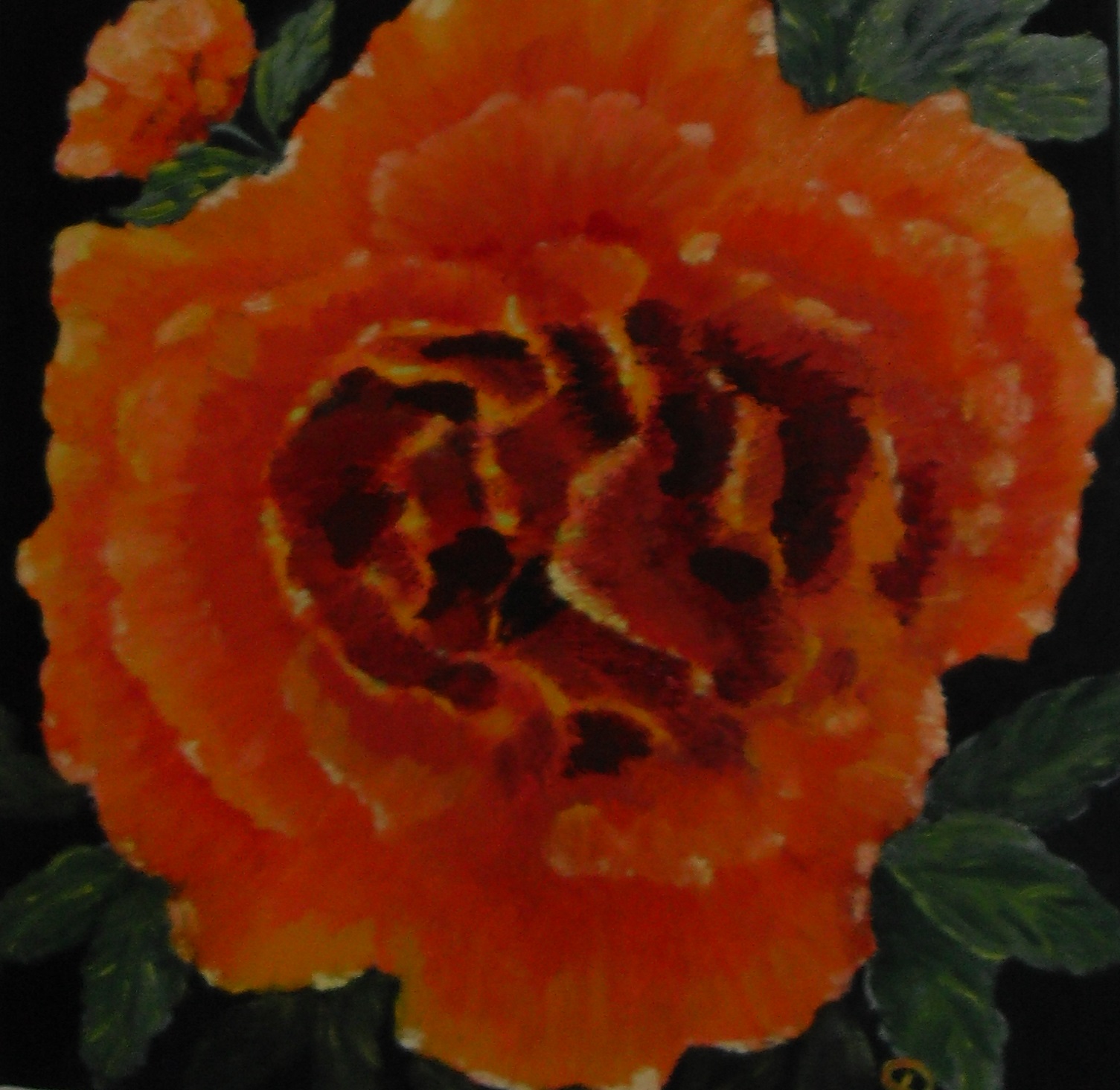 300-Oranje roos